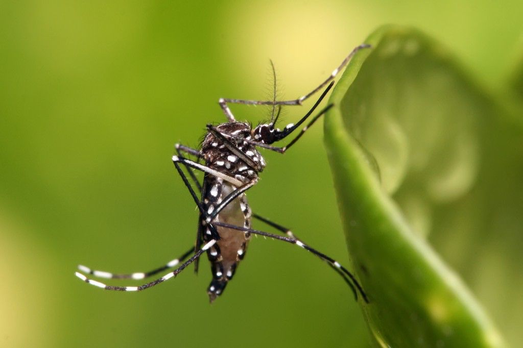 Aumento nos Casos de Dengue Impulsiona Economia: Vendas de Repelente Crescem 2,5%